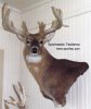 Whitetail Deer Taxidermy BC14.jpg