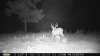 trailcam8-12-2015 079.JPG