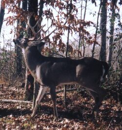 buck0309b.jpg