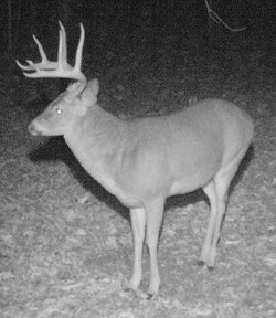 Buck1332a.jpg