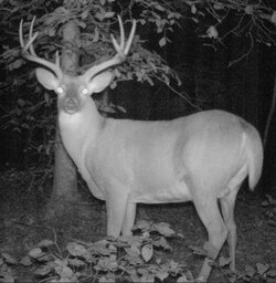 buck1709i.jpg