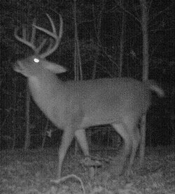 buck1534b.jpg