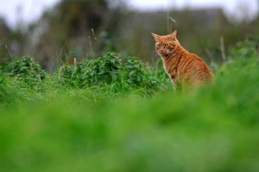 catinthegrassproof.jpg