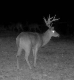 buck2151e.jpg