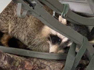 IMG_5065 Racoon in my deer stand.jpg