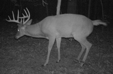 Buck2006l.jpg