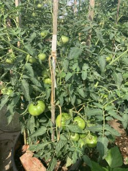 Tomato plant 5-11-23.jpg