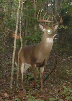 buck0820d.jpg