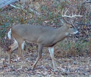 Buck2238f.jpg