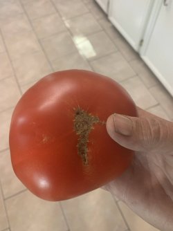 tomato big boy.jpg