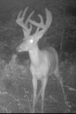 Buck2306e.jpg