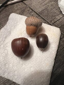 acorn4.jpeg