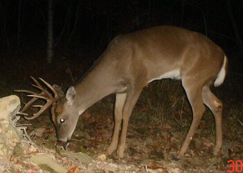 buck0826e.jpg