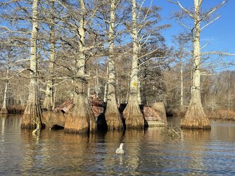 Duck Boat Blind - Texas Hunting Forum