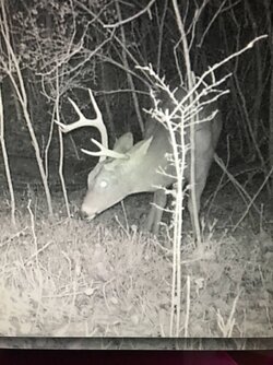 deer.jpg