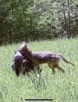 Coyote Carrying Turkey_2.jpg