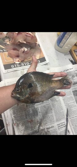 bluegill.jpeg