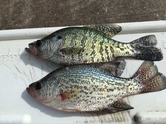 Black_vs_White_Crappie_Post.jpg