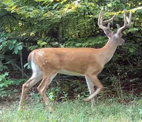 Buck2407k.webp