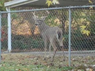 BackyardBuck1.webp