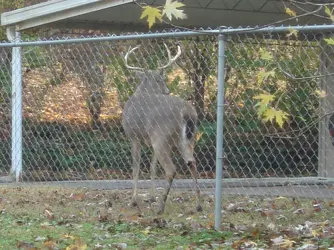 BackyardBuck2.webp