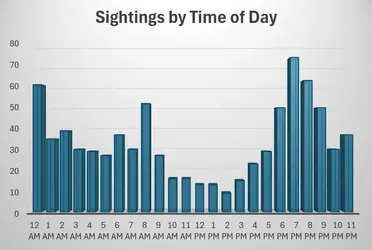 Sightings by Time of Day.webp