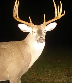 buck0912d.webp