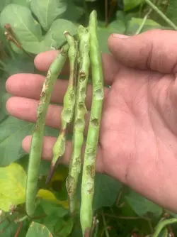pea damage.webp