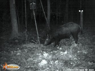 WILD BOAR.jpg