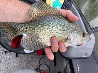 crappie.jpg