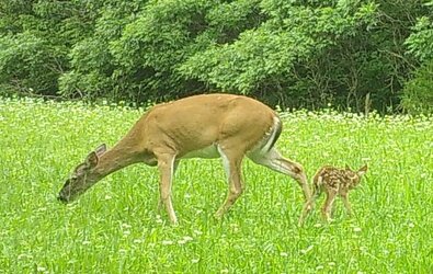 doe&fawn.jpg