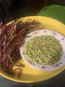 Purple hull peas.jpg