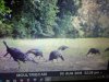 turkeys.jpg