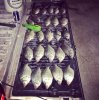 crappie.JPG