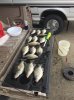 crappie2.JPG