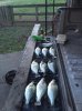 crappie7.JPG