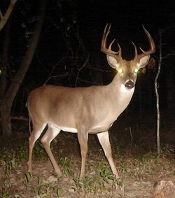 buck0820a.jpg