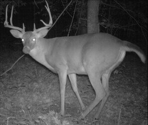 buck0805j.jpg