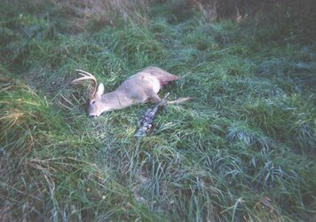 7mmstw 10pt.jpg