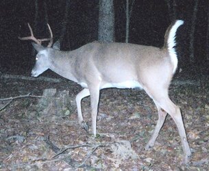 buck0516d.jpg