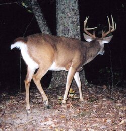 buck0531a.jpg