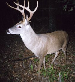 buck0606g.jpg