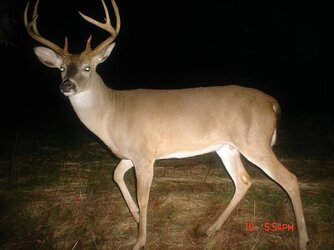 buck0708e.jpg