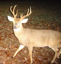 buck0641a.jpg