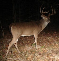 buck1004g.jpg