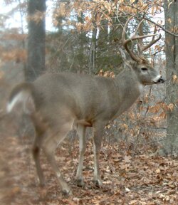 buck1029d.jpg