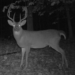 buck1106f.jpg