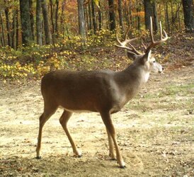 buck1114i.jpg