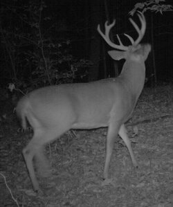 buck1123e.jpg