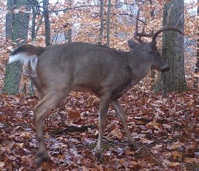 buck1228l.jpg